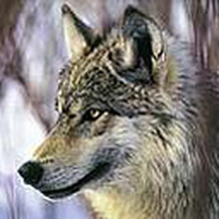 Аркадий Павлов