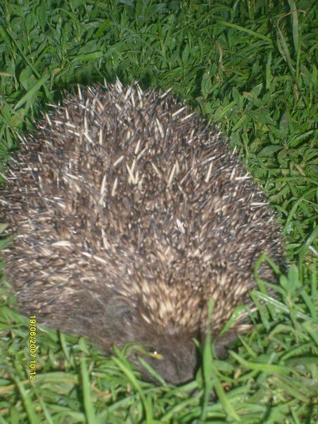 Оксана Кричковська