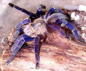 Михаил Юрьевич