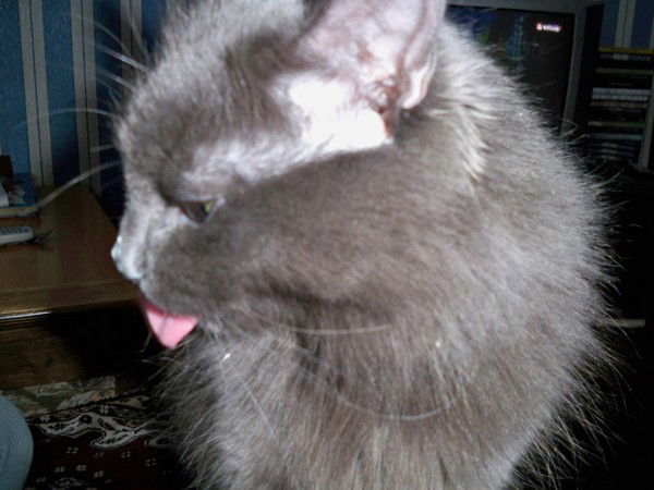 Надежда Косачёва