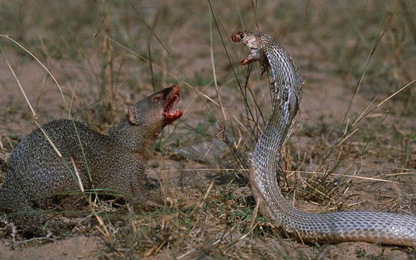 Константин Сергеев