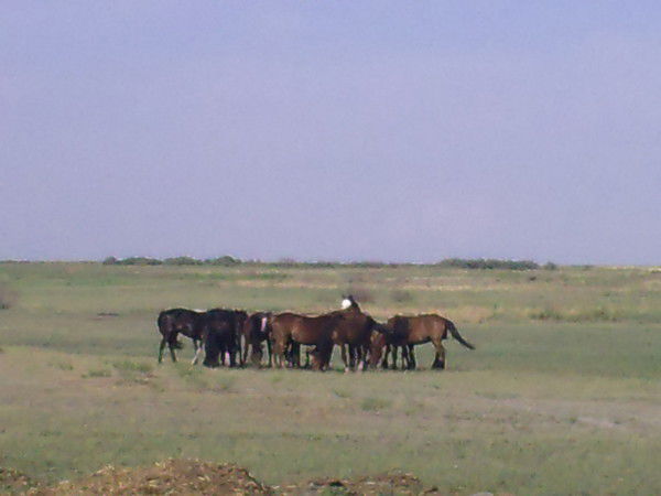 Жумабек Абдуллаев