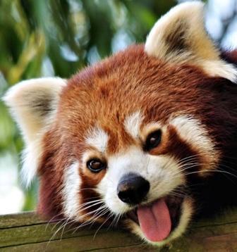 Danyar The Millionaire