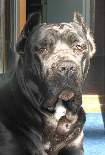 Собачка Собачка