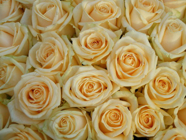 Светлана Сергеева