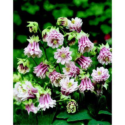 Светлана Федотова