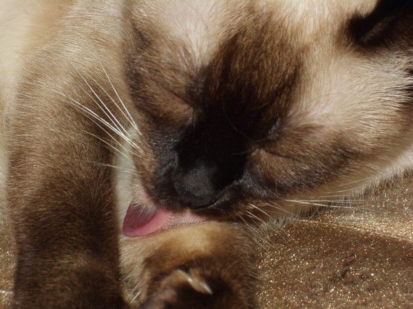 Оля Богатко