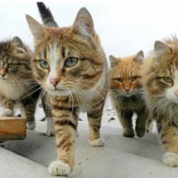 Симона Шевцова