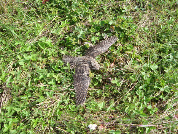 Динар Кадилин