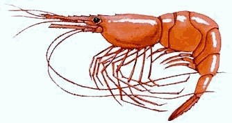 Александра Кудрявцева