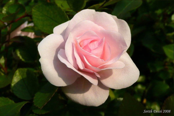 Людмила Рядинская