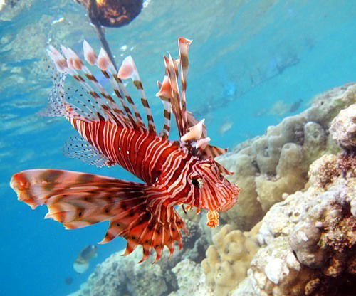 Яна Кандакова