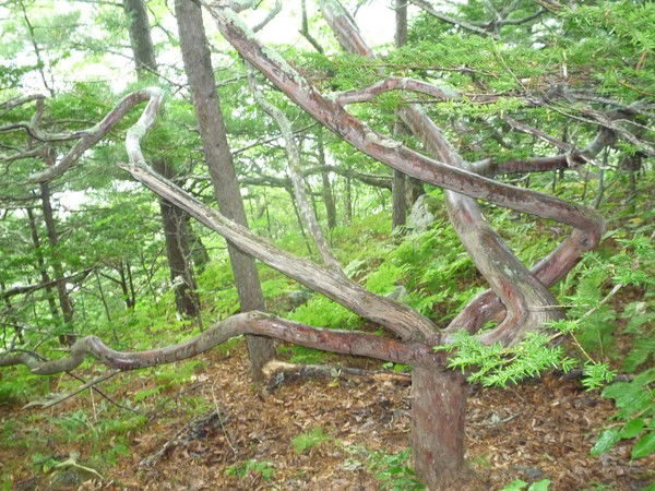 Татьяна Мичкова