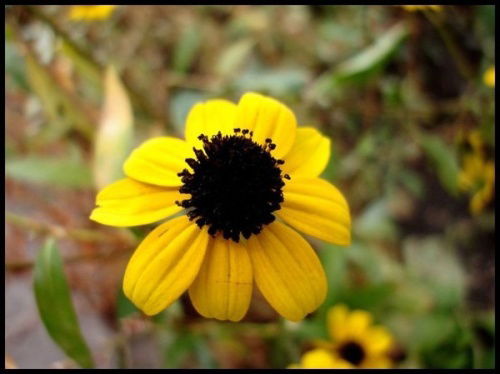 Надежда Петрушина