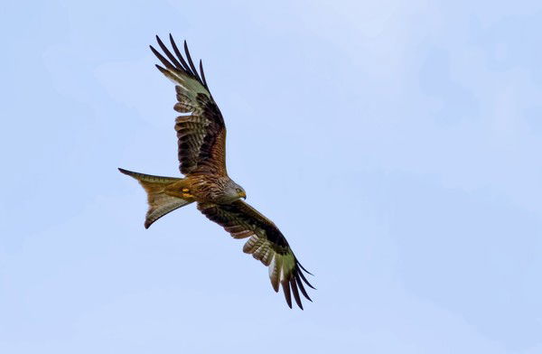 Зубастое Нечто