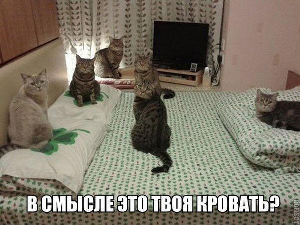 Дима Добжанский