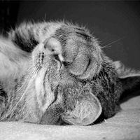 Антонио Менегетти