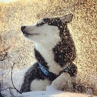 Никита Ярош