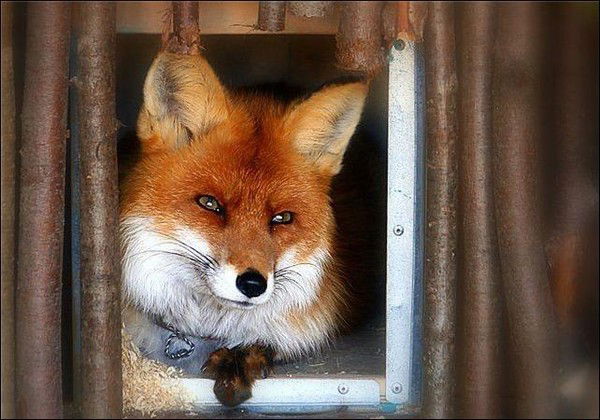 Лисёна Павл