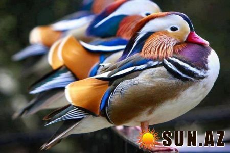 Неизвестно Неизвестно