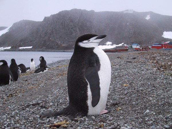 Александр Журавлёв