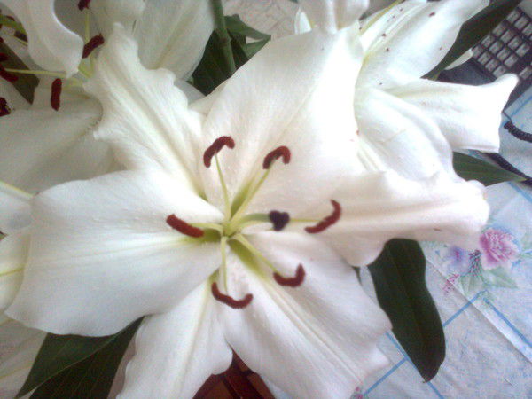 Лилия Богданова