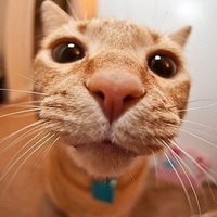 Анастасия Козиенко