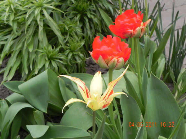 Лада Тараманова