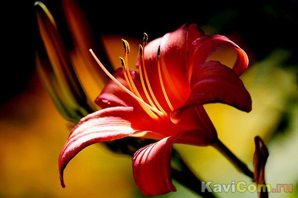 Раушан Жумадина (Галиева)