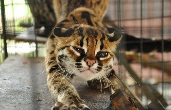 Галина Ахметова