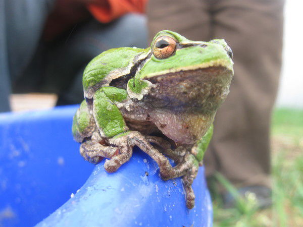 Вячеслав Голубев