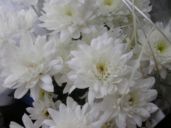 Екатерина Халина