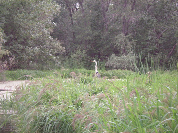 Нина Кравцова