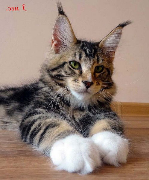 Оксана Герасимова