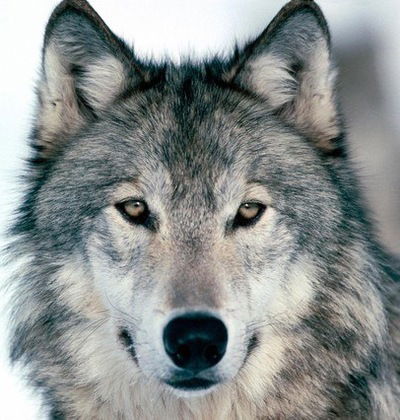 Лолита Елина