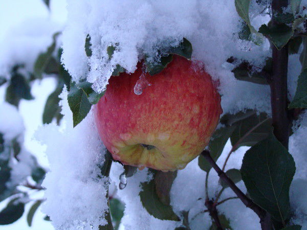 Дианочка Дианочка