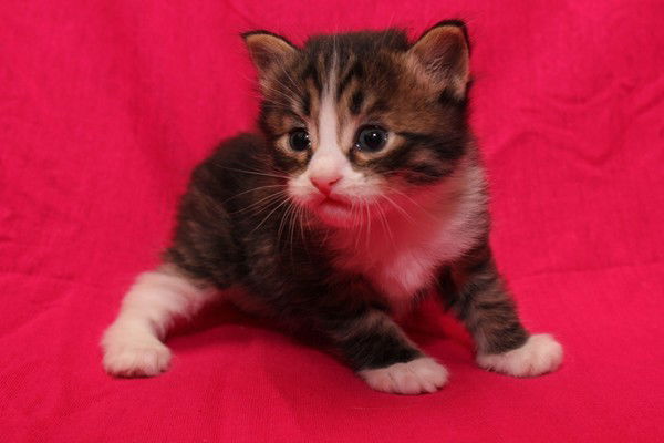 Ирина Чернакова