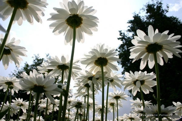 Виктория Постникова