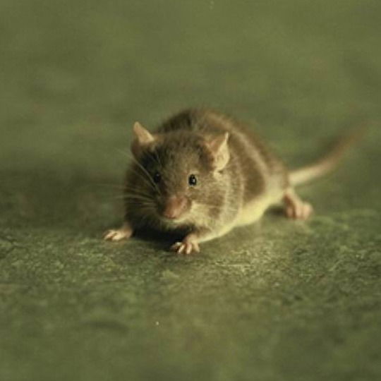 Мистер Джинглс