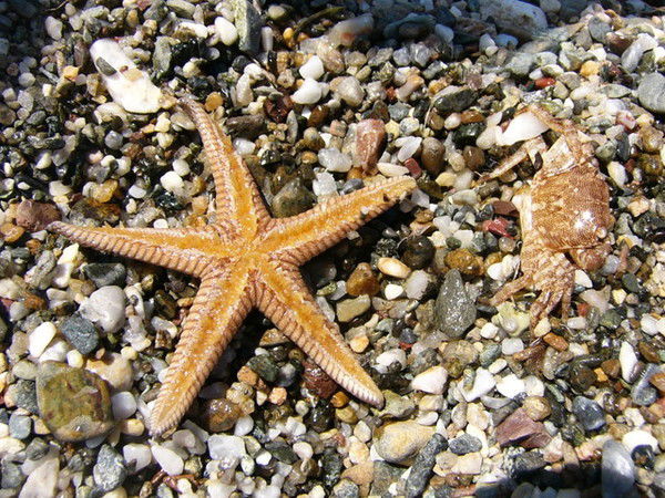 Елена Гольдес