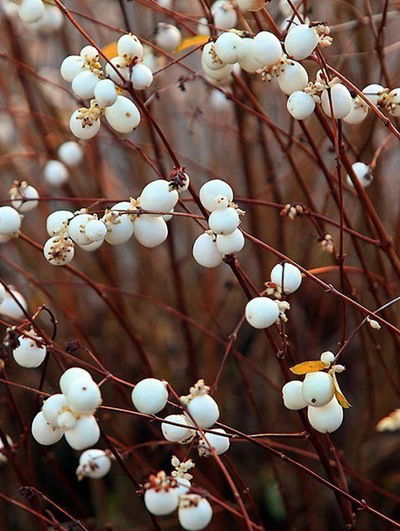 Софья Костенко