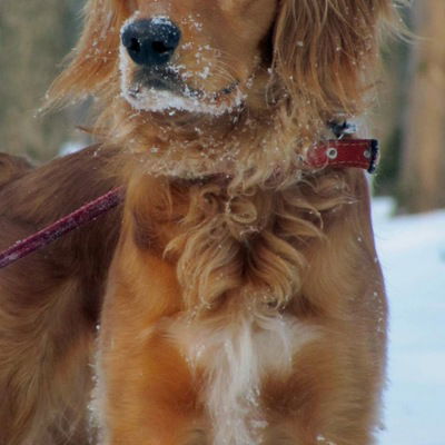 Максим Лактионов