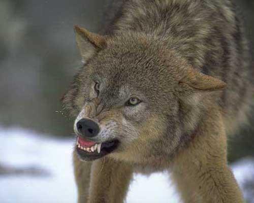 Денис Сидоров