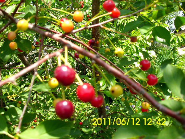 Свтс Рк Свтс Рк