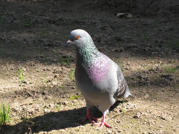 Алексей Никитин