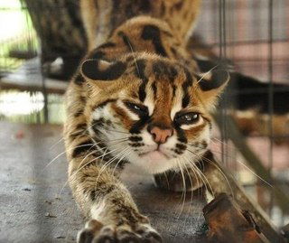 Александр Статкевич