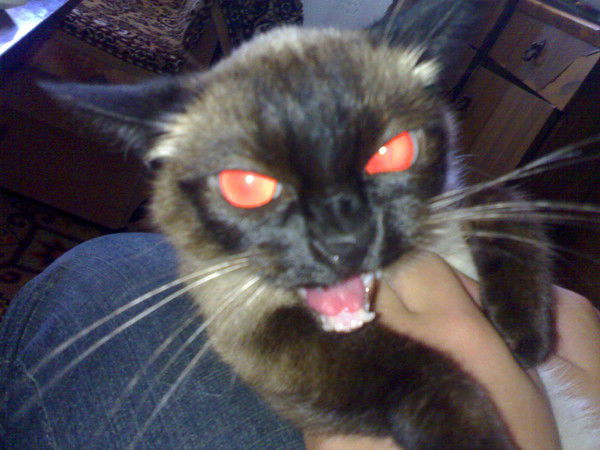 Сергей Некрасов