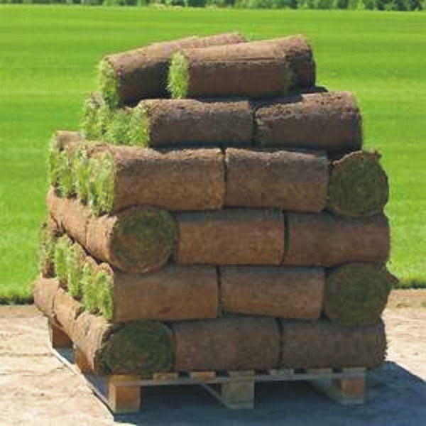 Елена Выборная