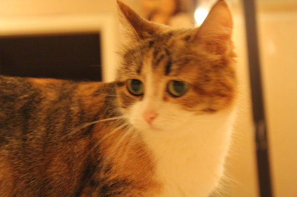 Костя Петухов