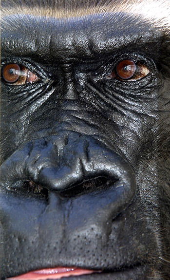 Алексей Денисовский